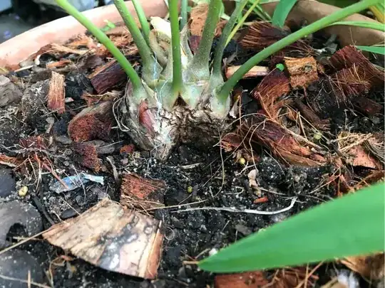 Zamia fischeri - caudex - close up