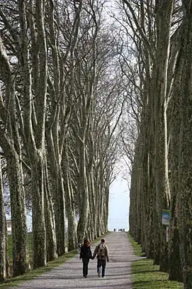 *Platanus* alleyway, Dorigny Lausanne