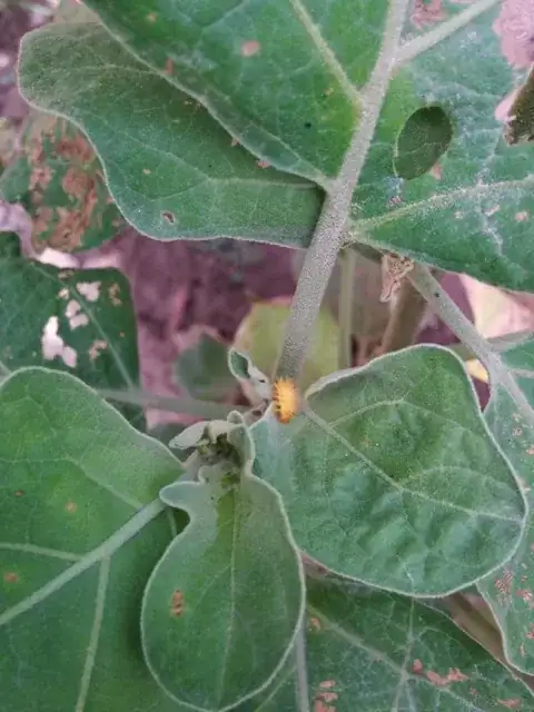 Gotcha! Intruder ALERT