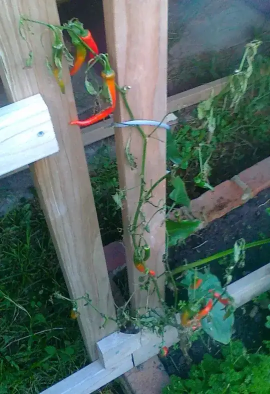 Another picture of the pepper plant