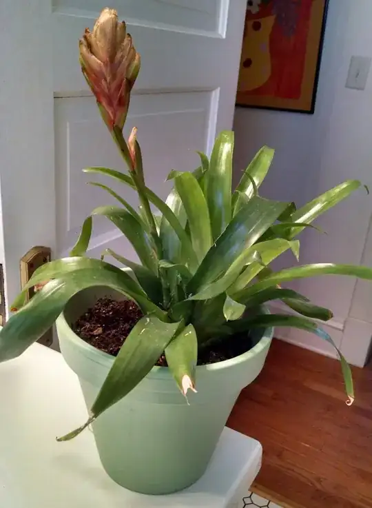 Larger Brom Better Light Pic4