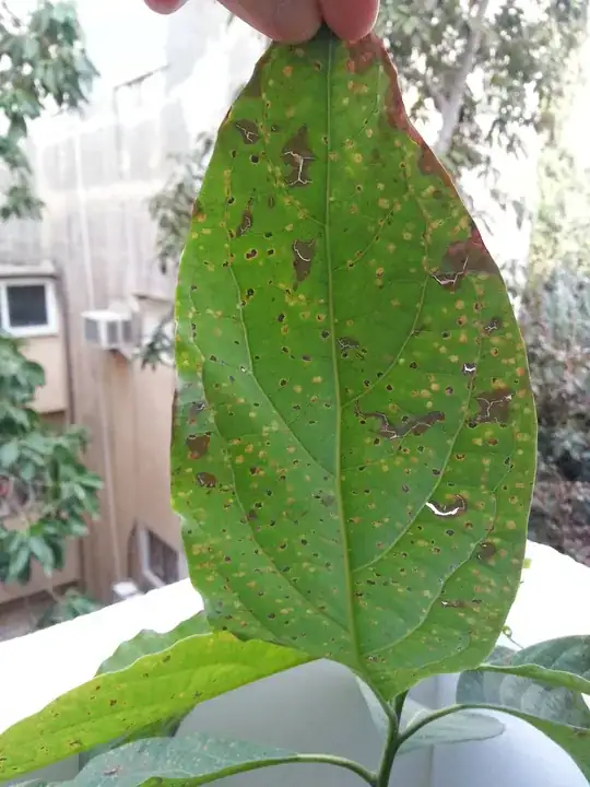 another close up of the leaves