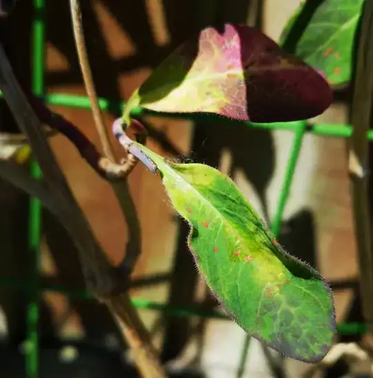 Sickly leaf, example 2