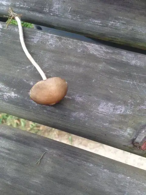 Upper leaves of plant 2