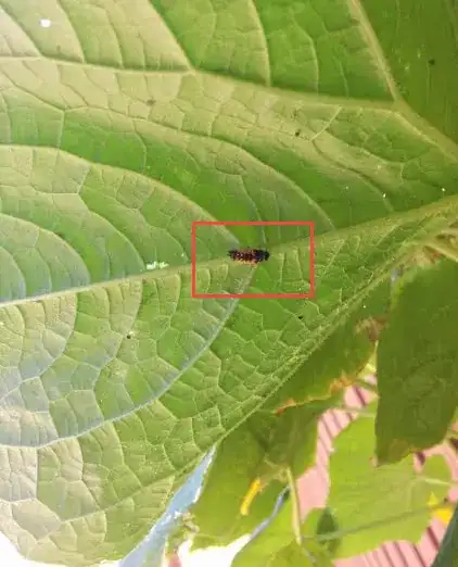 Need help identifying these little monsters