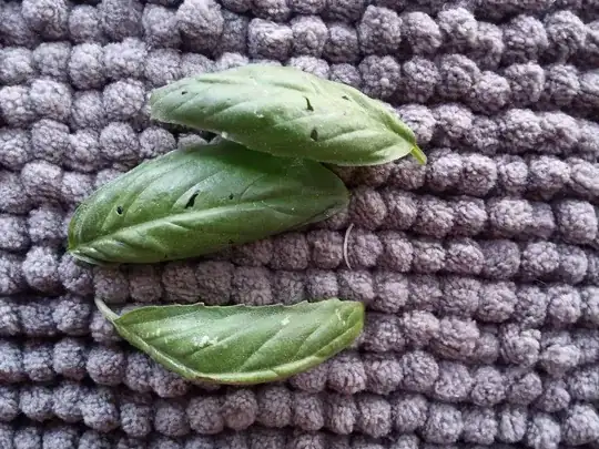 Holes on basil leaves
