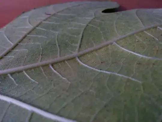 Reverse of fallen leaf. Notice tiny white dots.