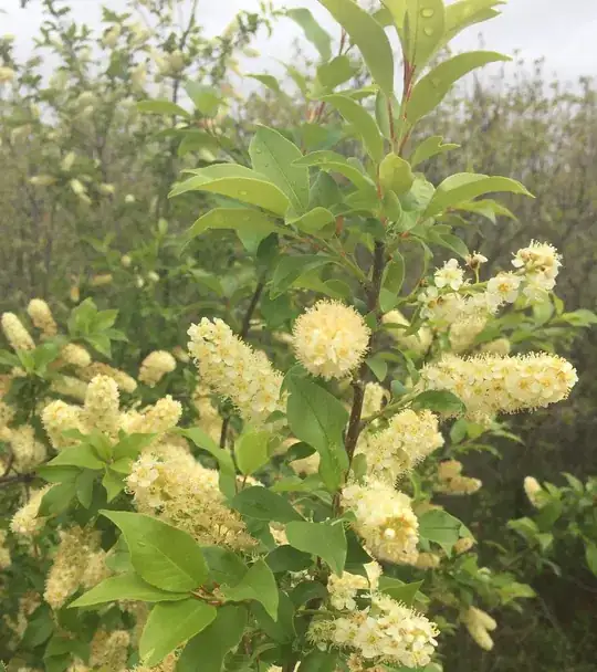 creamwhite shrub flower branches