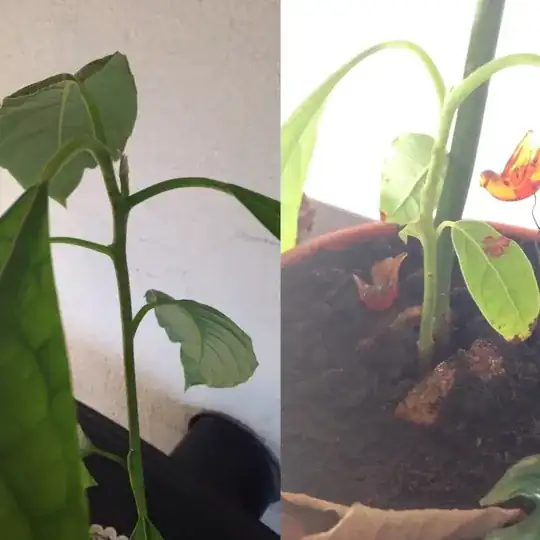 the new leaves and the bottom