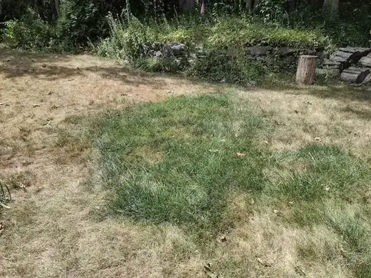 Tall Fescue Patch