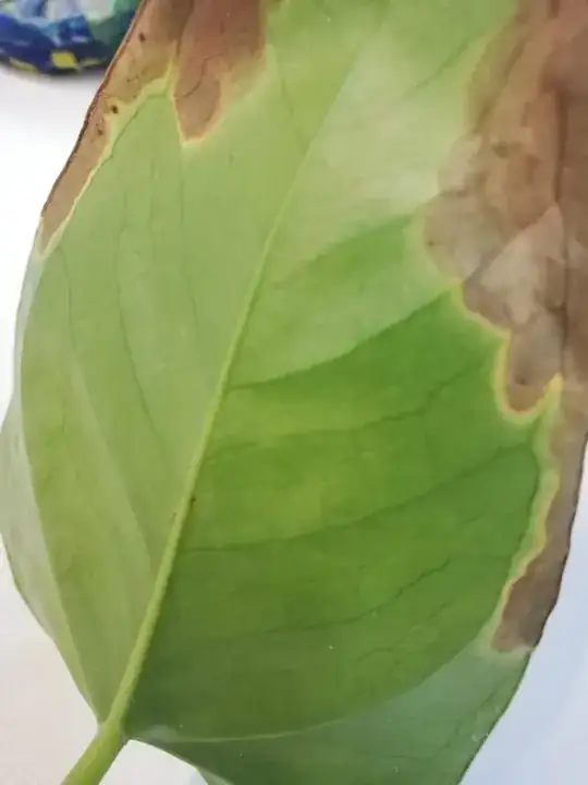 Underside of leaf