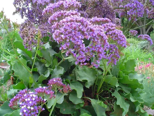 limonium perezii