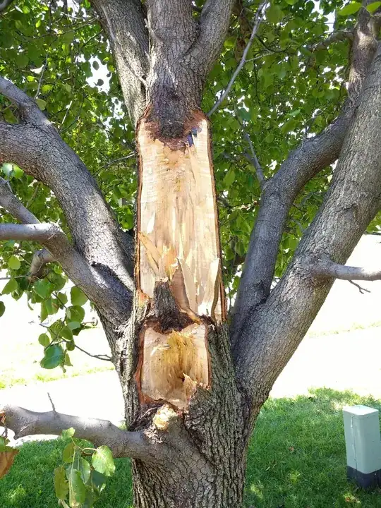 Broken limbs of tree.