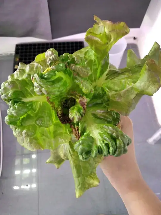Lettuce with white LED light1
