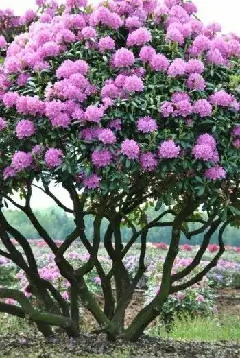 mature rhododendron