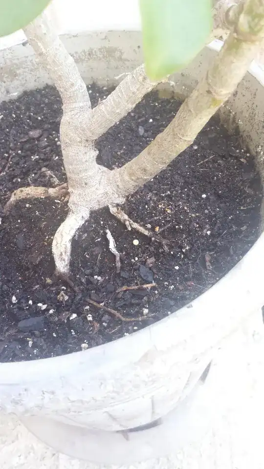 schefflera soil fungus