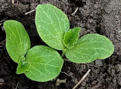 Pumpkin Seedlings
