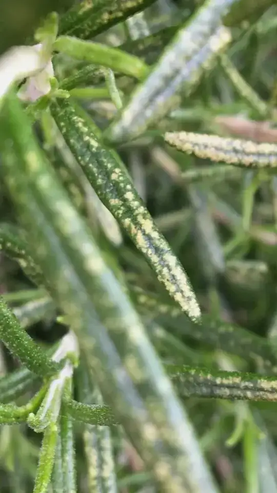 White fuzzy specks in potted seedlings' soil