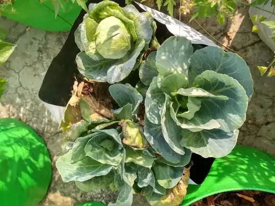 Three cabbages- Mine