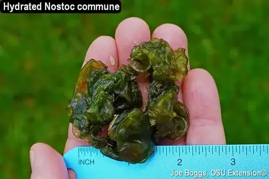 Image from the linked Ohio State University web page.