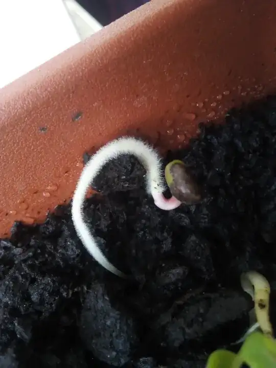 runner bean root with new shoot