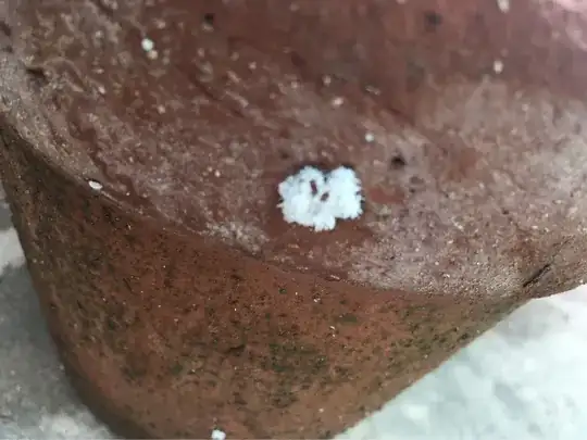 stressed Japanese maple 2