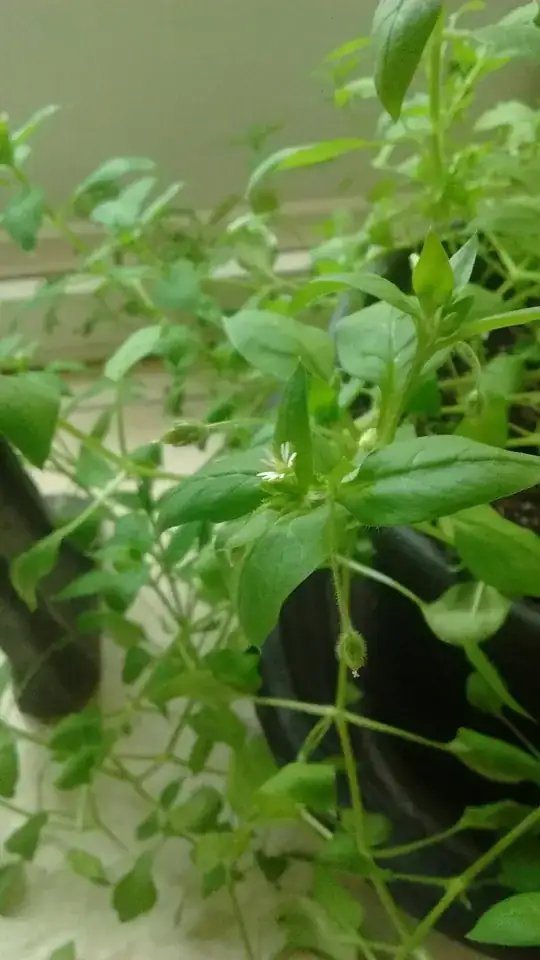 Its small white flowers