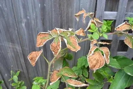 Mystery plant with buds 2 