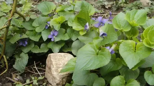Common wild Violets
