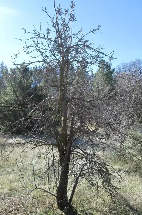 View of mature pear tree - north side