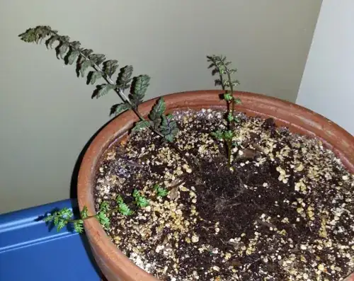 First picture of bugs in soil