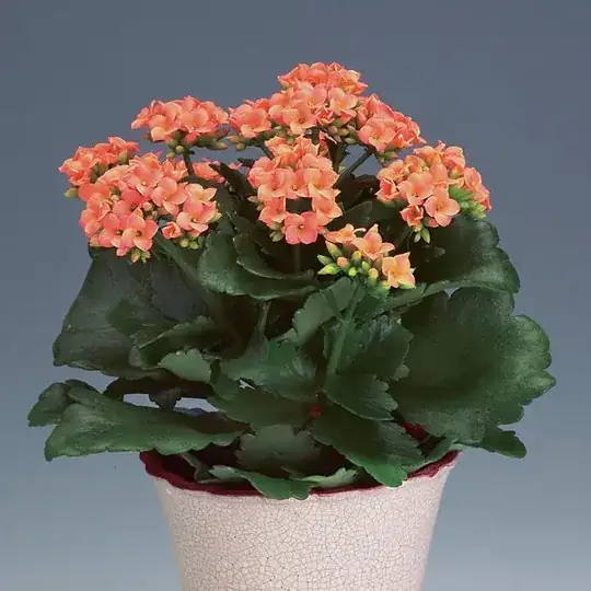 kalanchoe
