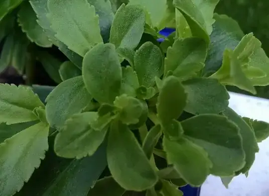 Closer image of after outdoor transplant