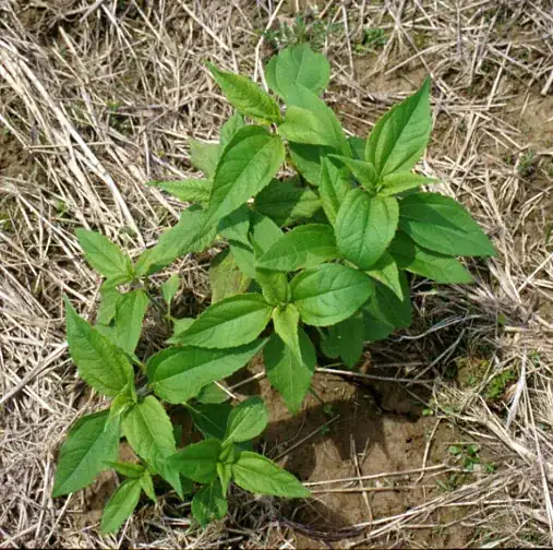 Group of young seedlings