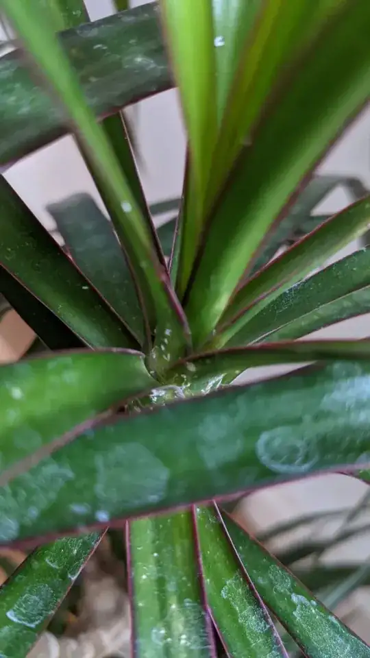 green camellia leaves, with 2-4 small, brown dots on the underside of each leaf