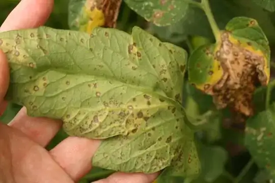 Septoria Leaf Spot