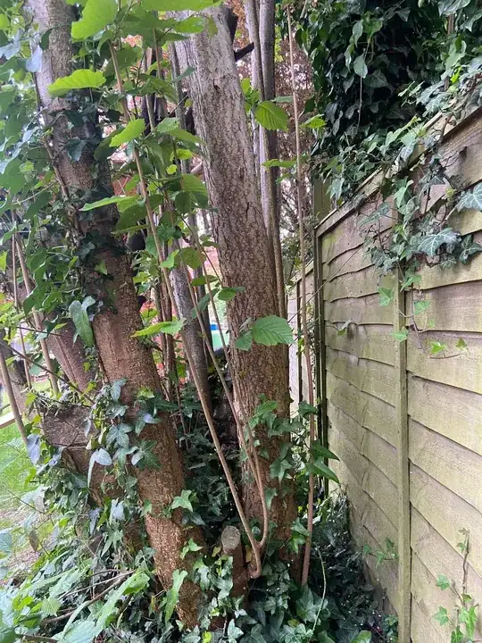 Hazel tree with branches close to ground level