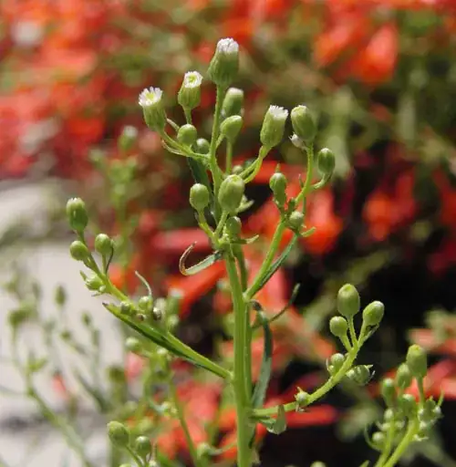 Closeup of larva and the flesh of the fruit cut just beneath the hole.