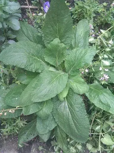 Large veiny leafed plant with purple stalks