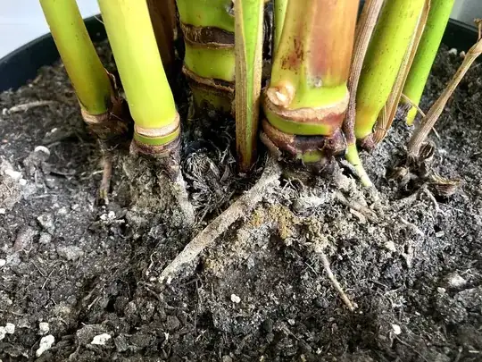 White and brown residue visible on trunk