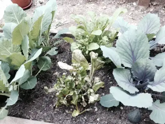 The neighbors are happy: Cabbage, Arugula & Collards.