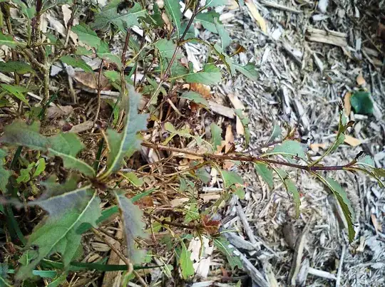baby artichokes zone 1B in an unheated greenhouse[![][1]