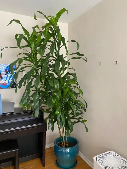 Full plant