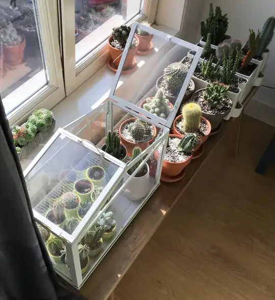 the plants on the windowsill
