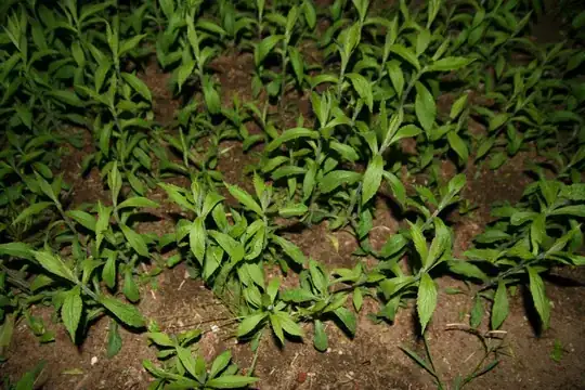 Mountain Laurel OR Rhodendendron shrub