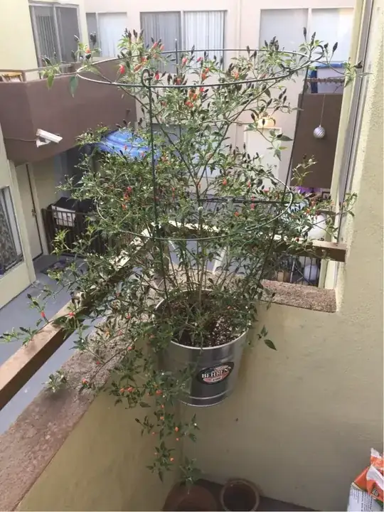 Update in the Wife's Pequin