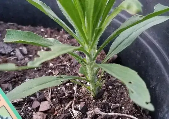 PVC quarter turn valve with bulkhead fitting