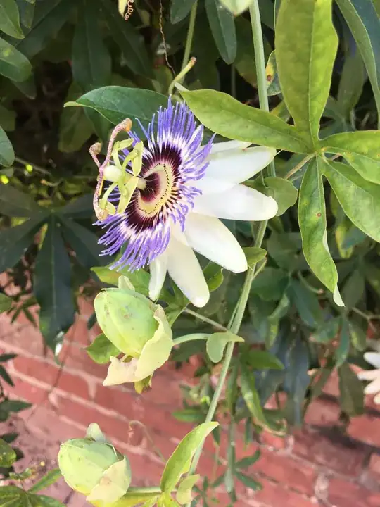 Flowering vine's buds