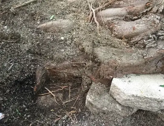 Up-close roots