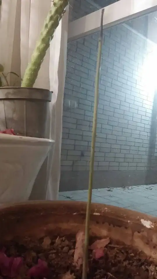  (A photo of it at this time is attached) 